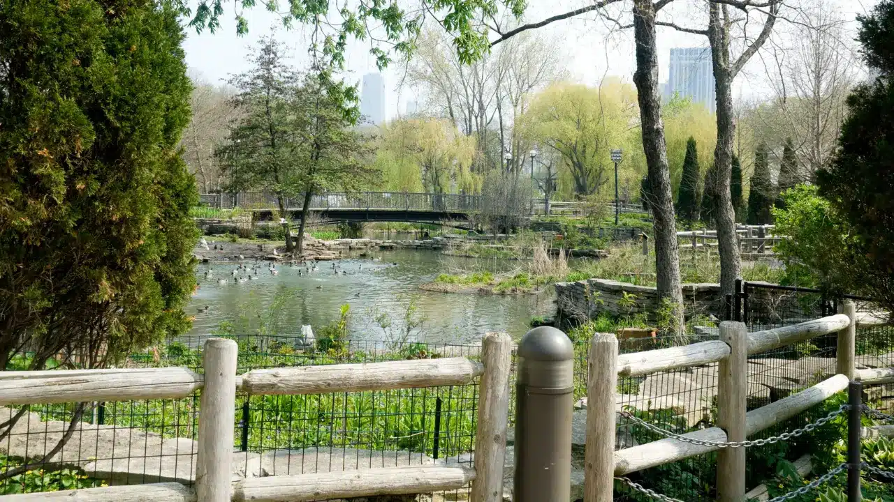A duck pond with a footbridge in Lincoln Park, with city skyscrapers visible through the trees.